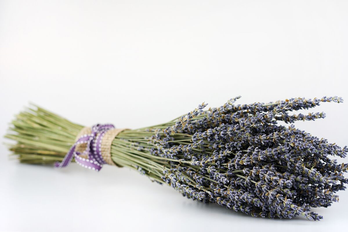 Fresh Lavender Bundle