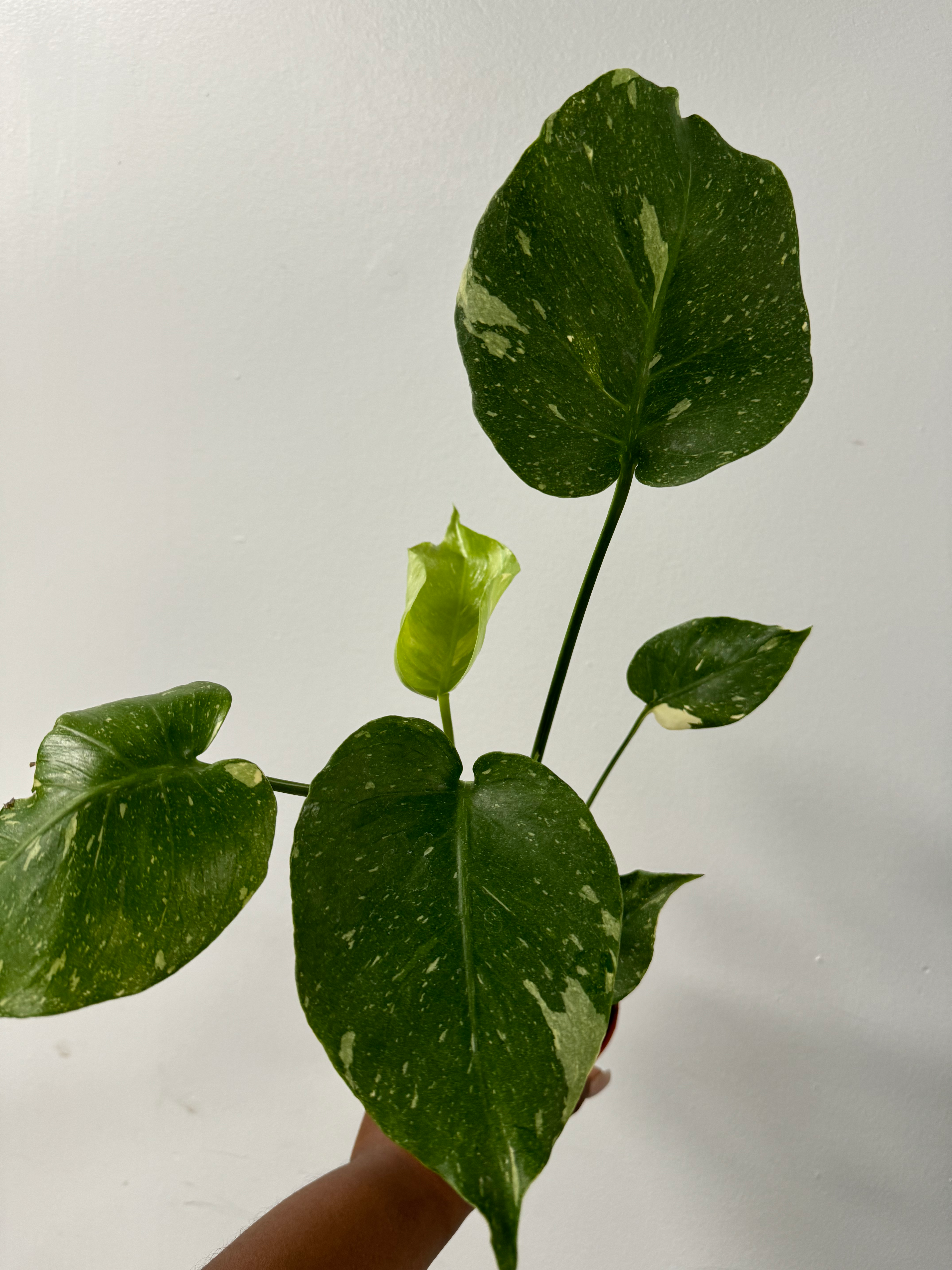 Philodendron Monstera Thai Constellation, 4in