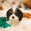 Thumbnail: *SOLD*Chance- Cavalier King Charles Spaniel