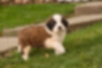 Thumbnail: William-Saint Bernard