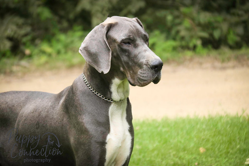 Thumbnail: Stella- Great Dane