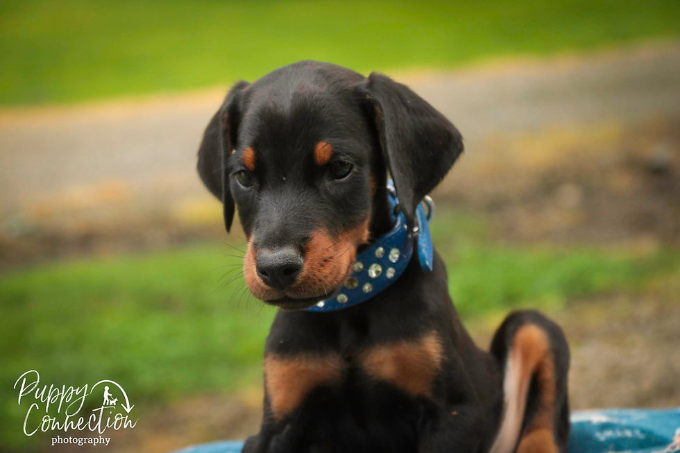 Thumbnail: Malcolm -Doberman Pinscher