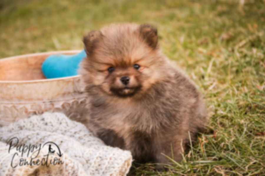 Mr. Darcy- Pomeranian