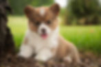 Thumbnail: Bo Peep- Pembroke Welsh Corgi