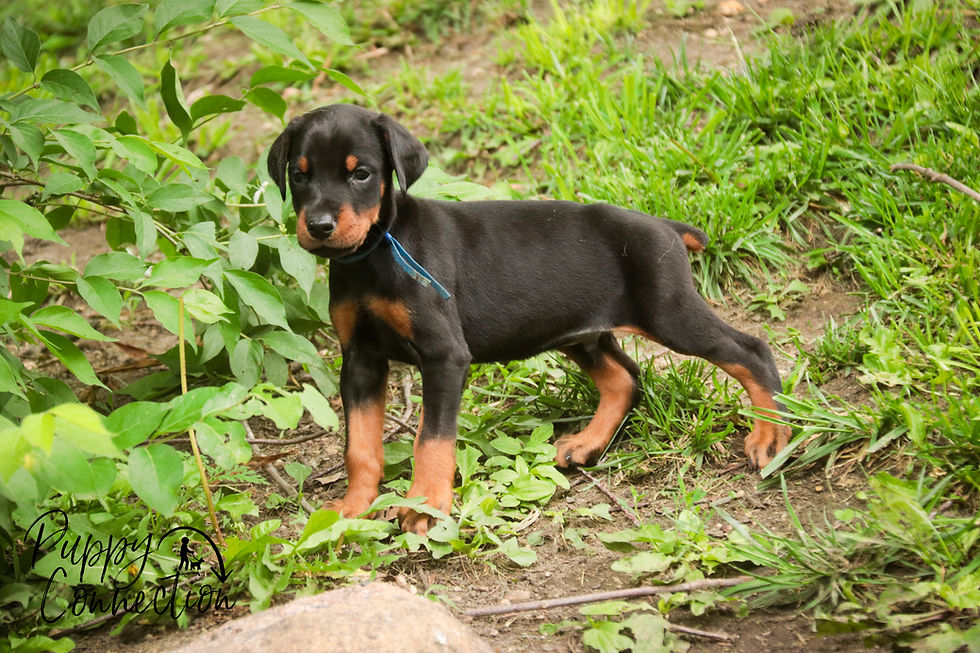 Thumbnail: Malcolm -Doberman Pinscher