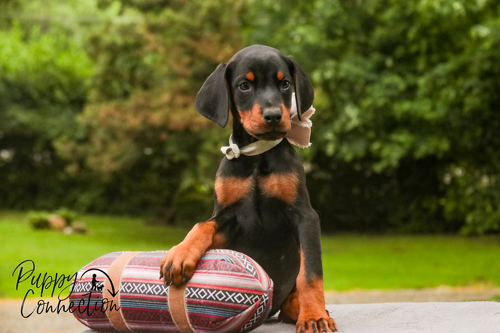 Thumbnail: Reverie -Doberman Pinscher