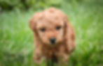 Thumbnail: *SOLD*Octavia- Miniature  Poodle