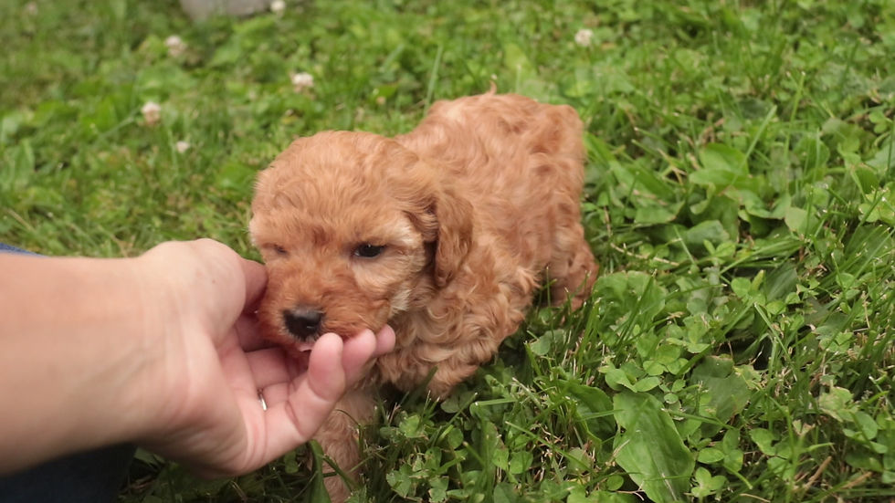 Thumbnail: *SOLD*Olympia- Miniature  Poodle