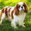 Thumbnail: Barnaby- Cavalier