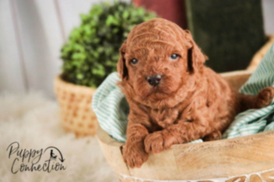 Corbin- Miniature  Poodle