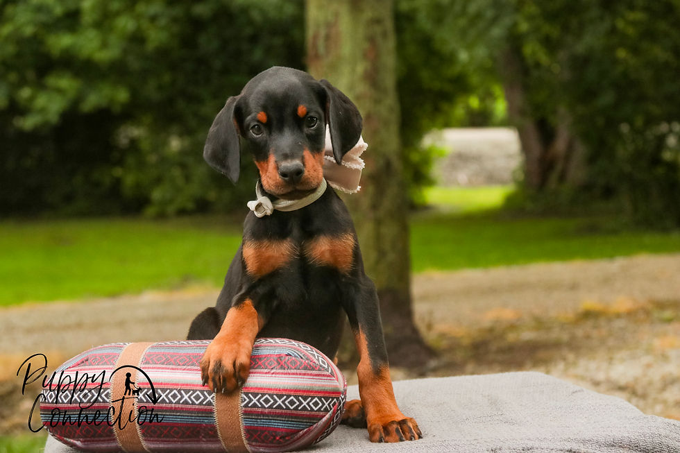 Thumbnail: Reverie -Doberman Pinscher