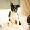 Thumbnail: Howie- Boston Terrier