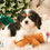 Thumbnail: *SOLD*Chance- Cavalier King Charles Spaniel