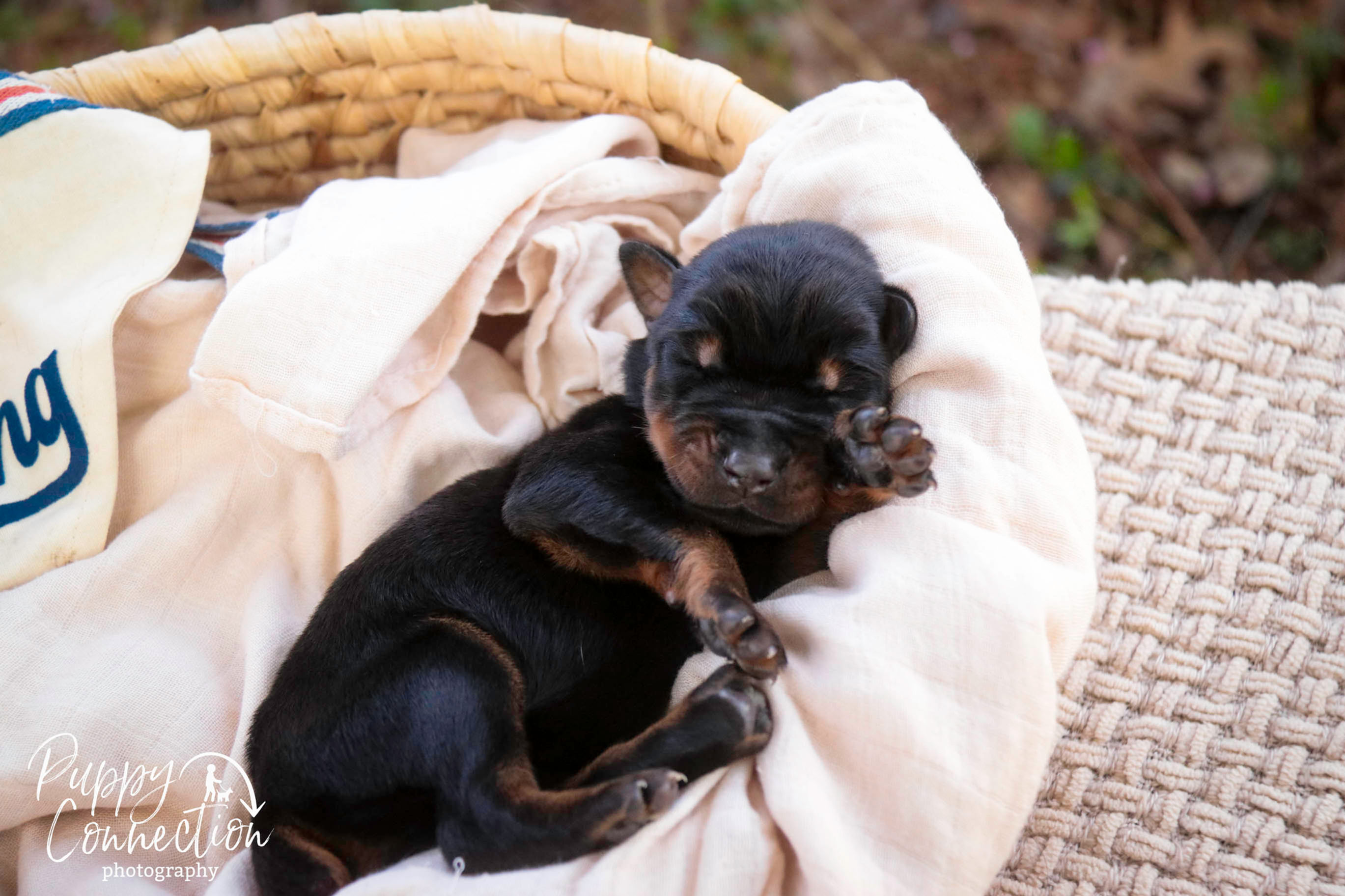 Malcolm -Doberman Pinscher