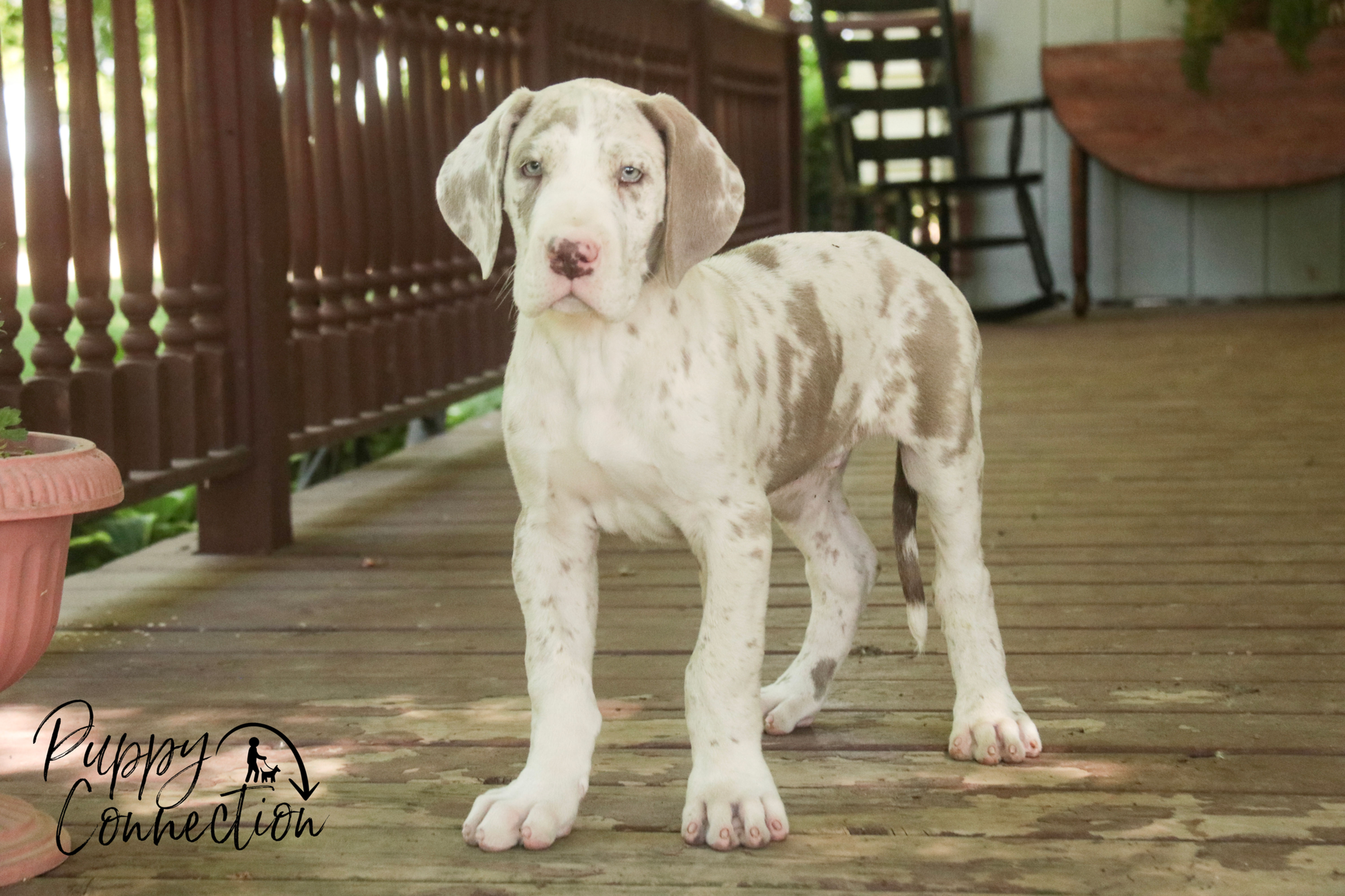 Santiago- Great Dane