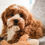 Thumbnail: Kohen-Cavapoo