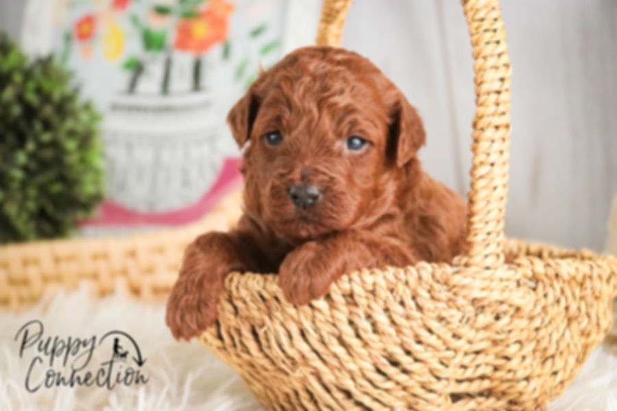 *SOLD*Clara- Miniature  Poodle