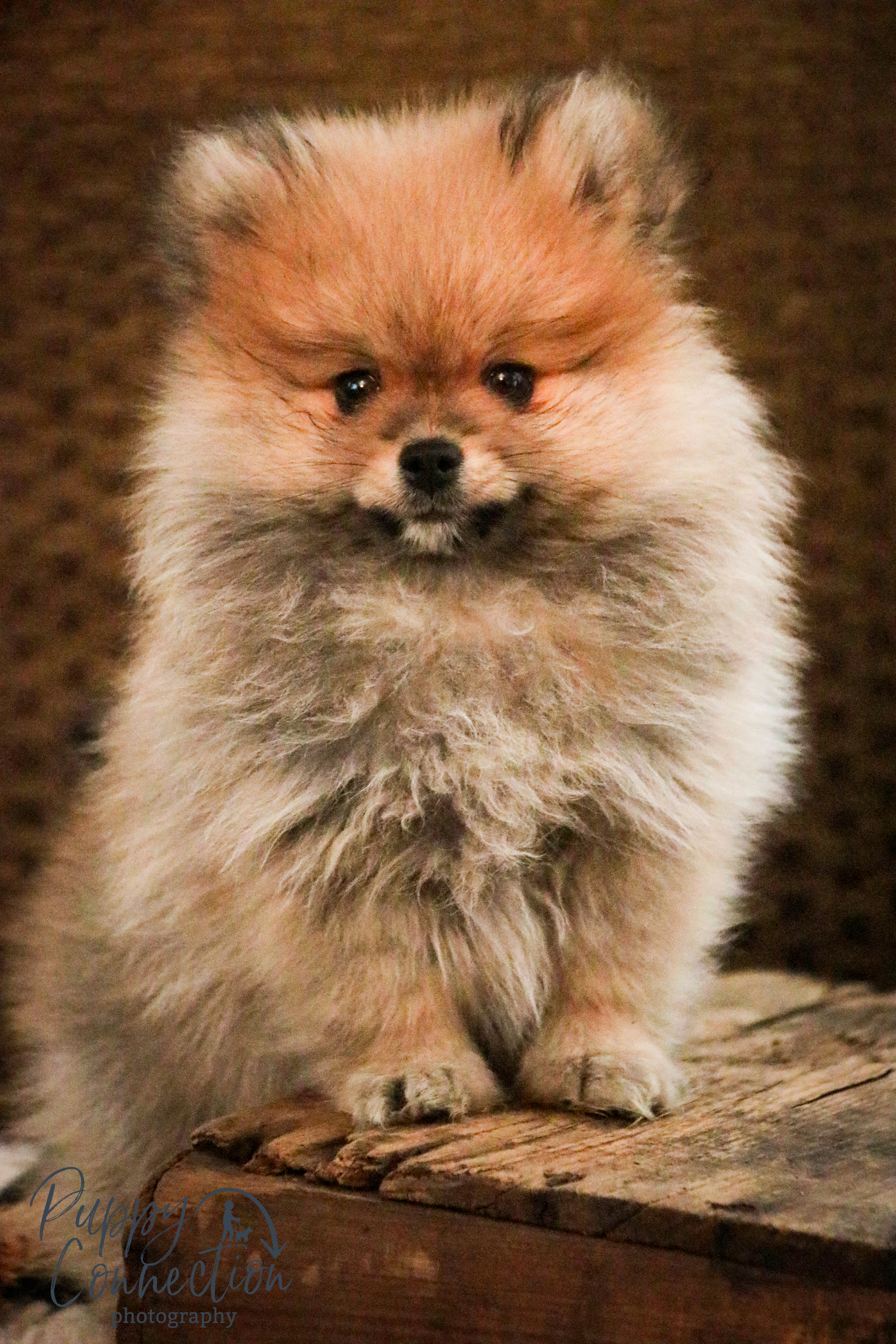 Ben- Pomeranian
