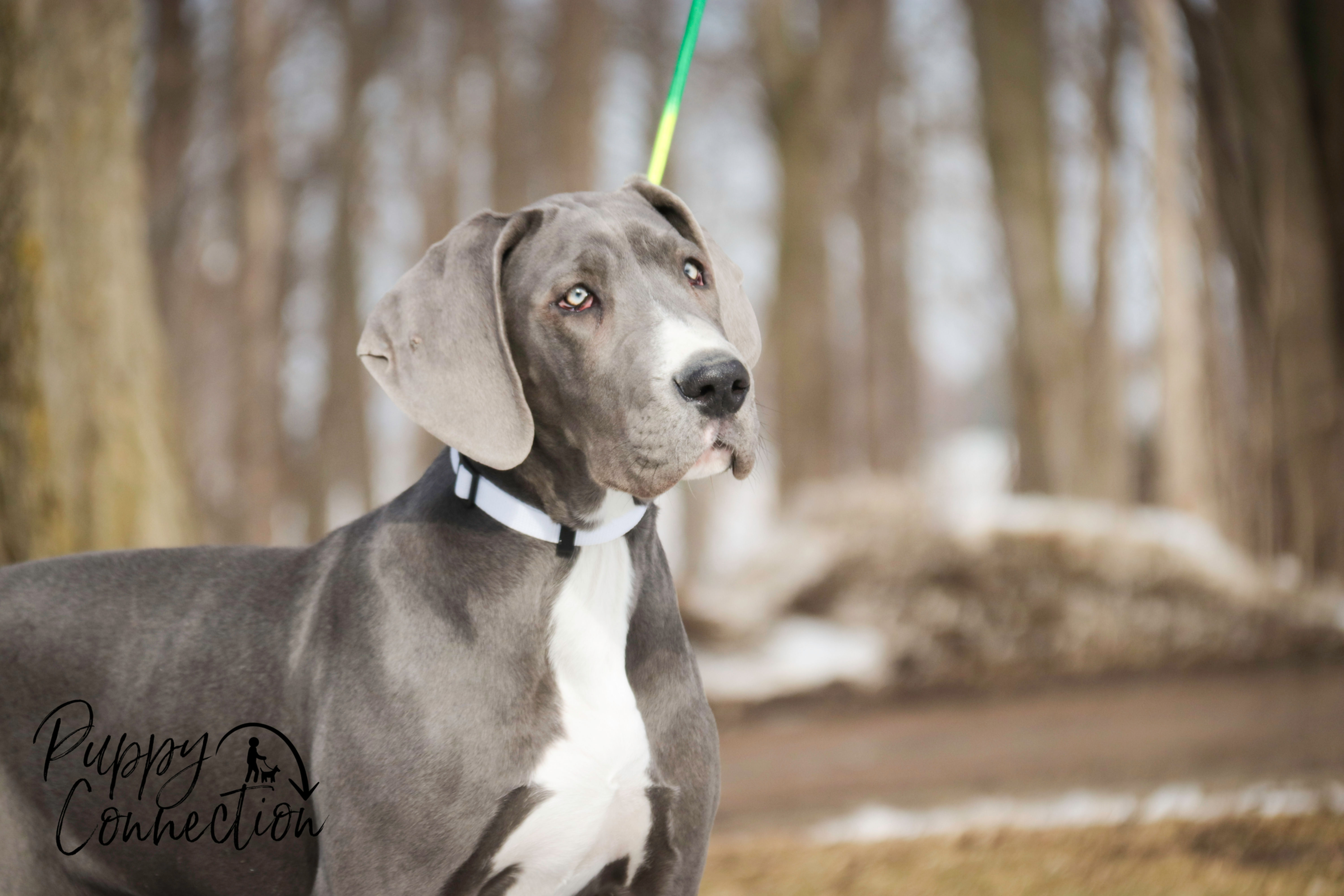 Liberty- Great Dane