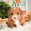 Thumbnail: Elenor- Miniature  Poodle