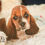 Thumbnail: Atticus-Basset