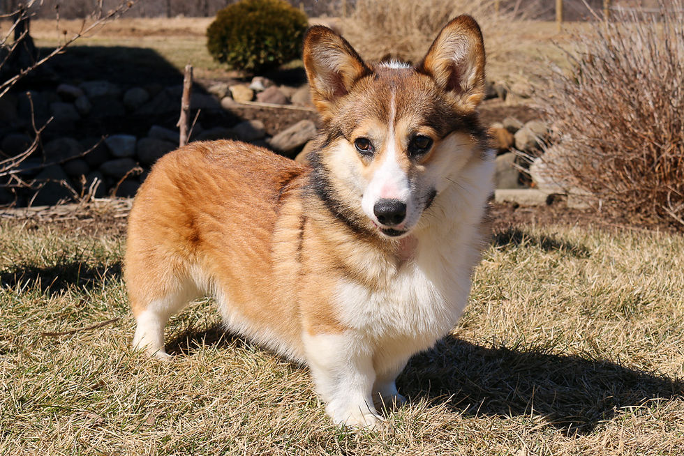 Thumbnail: Ziggy- Pembroke Welsh Corgi