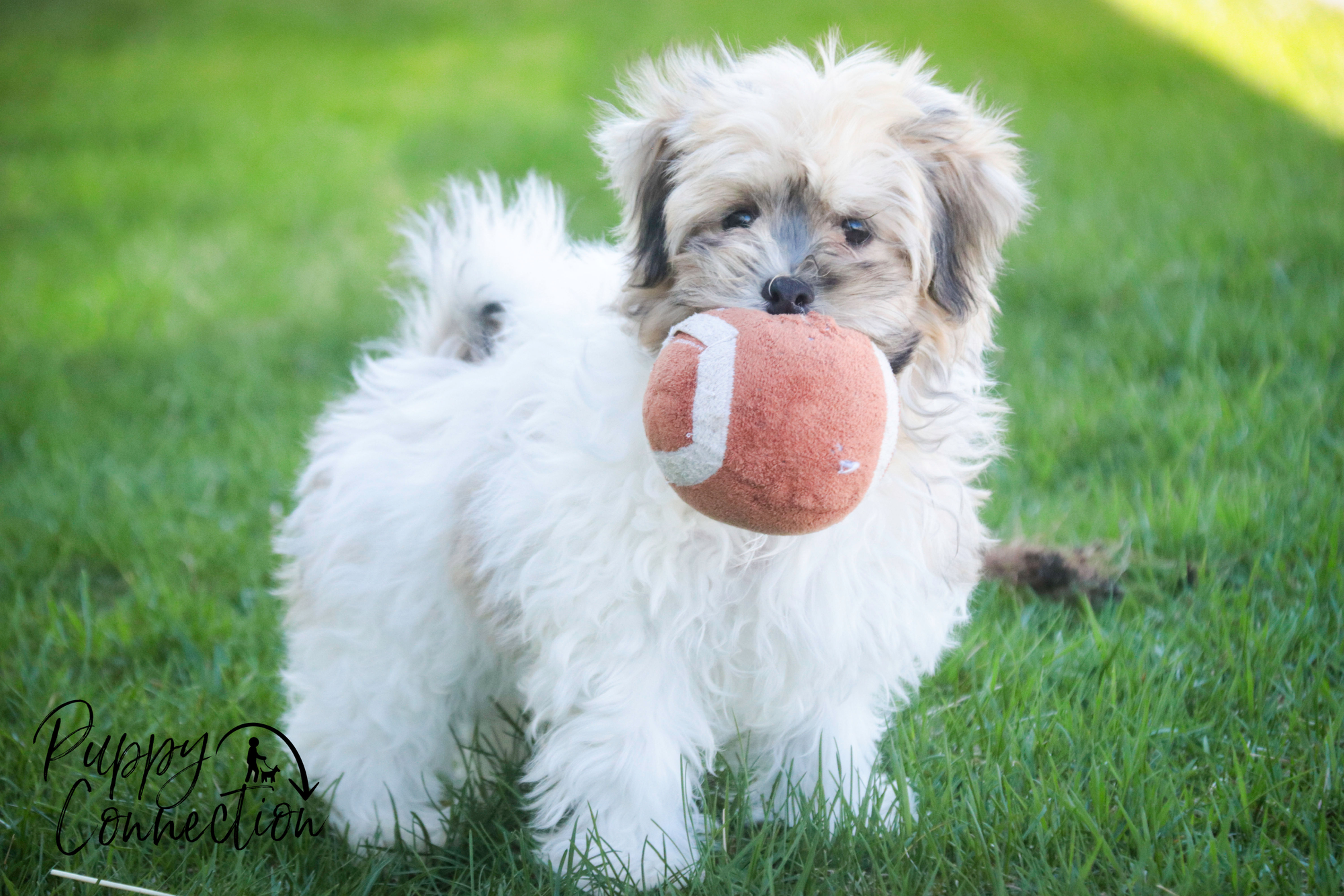 Leo-Havanese