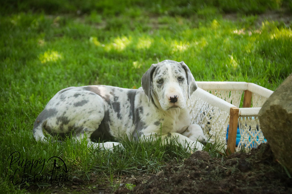 Thumbnail: *SOLD*Skye- Great Dane