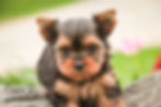 Thumbnail: Buckskin- Yorkshire Terrier
