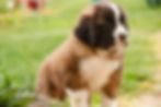 Thumbnail: Wrenly-Saint Bernard