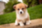 Thumbnail: Zylee- Pembroke Welsh Corgi