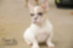 Thumbnail: Juliet-French Bulldog