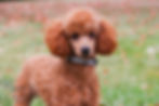 Thumbnail: *SOLD*Octavia- Miniature  Poodle