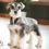 Thumbnail: Kris- Mini Schnauzer