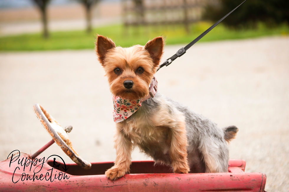 Thumbnail: Aspen- Yorkshire Terrier
