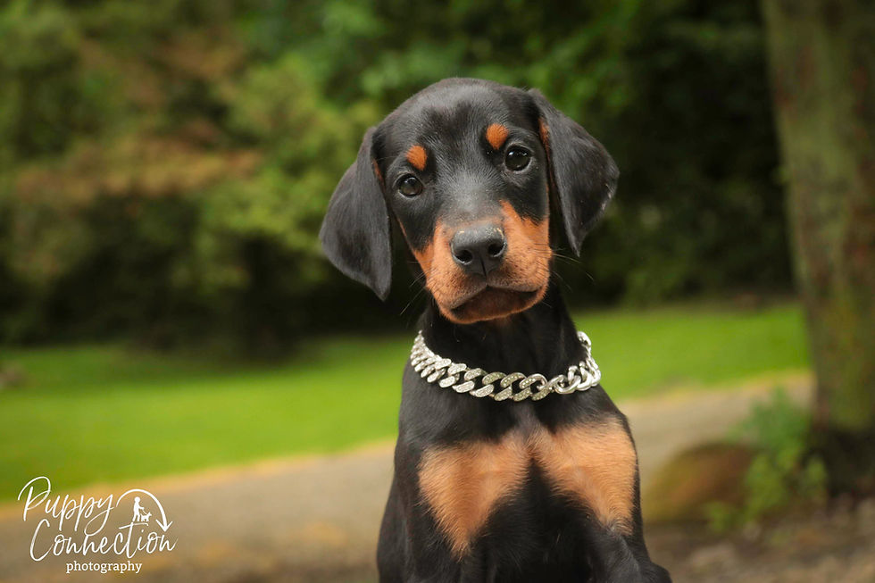 Thumbnail: Isadora -Doberman Pinscher