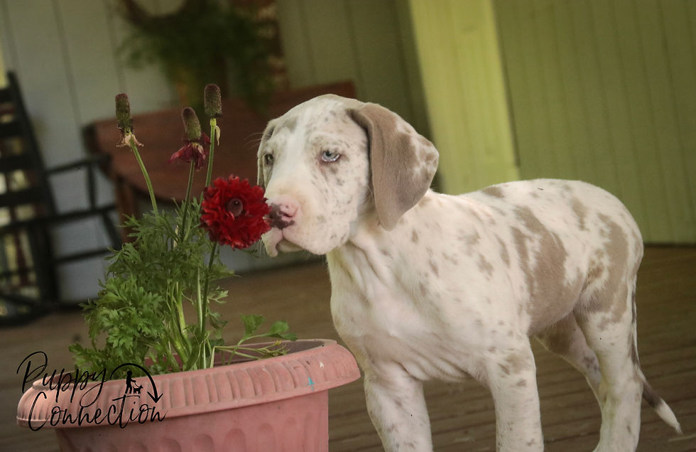 Thumbnail: Santiago- Great Dane