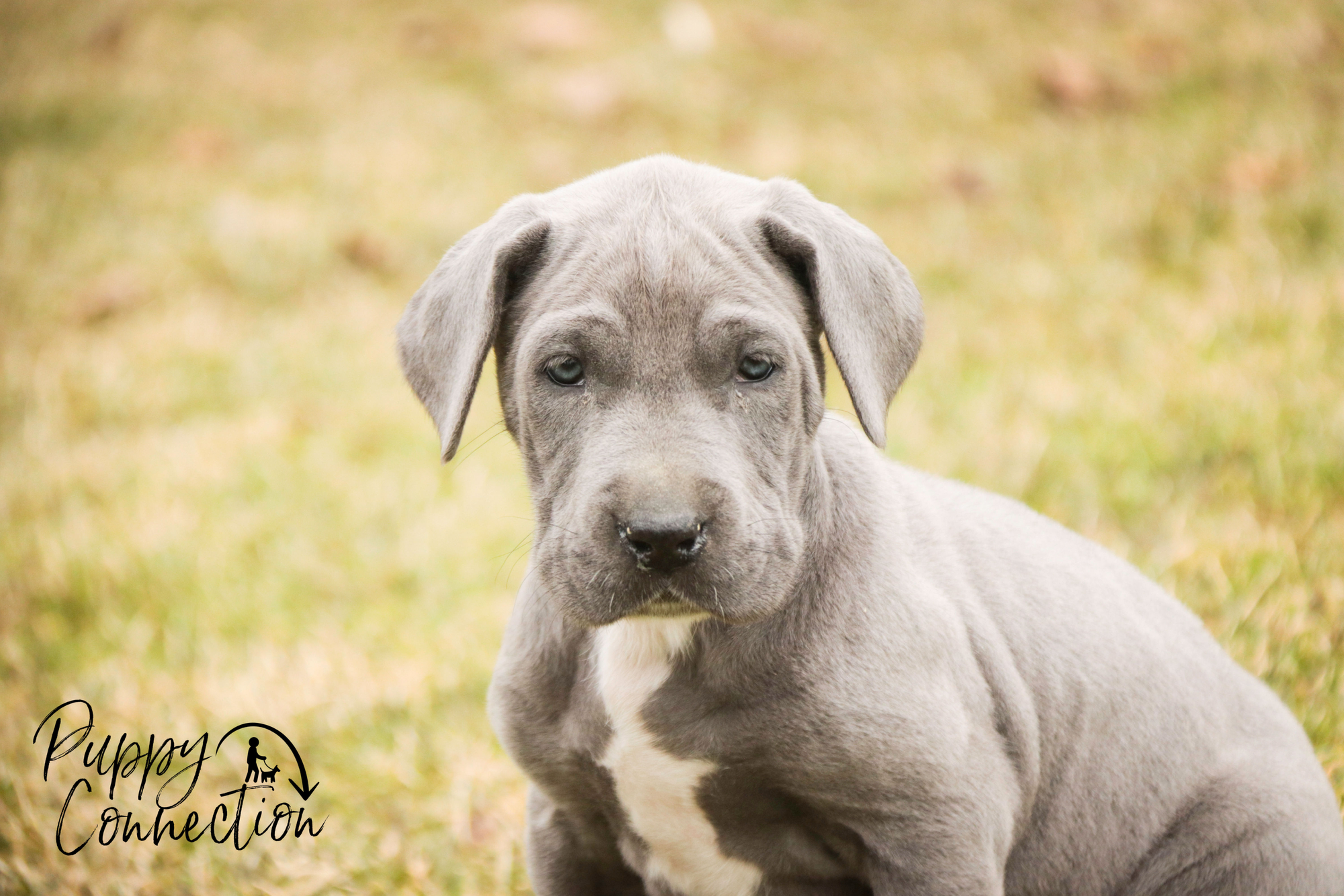 Winifred- Great Dane