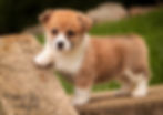 Thumbnail: Zylee- Pembroke Welsh Corgi