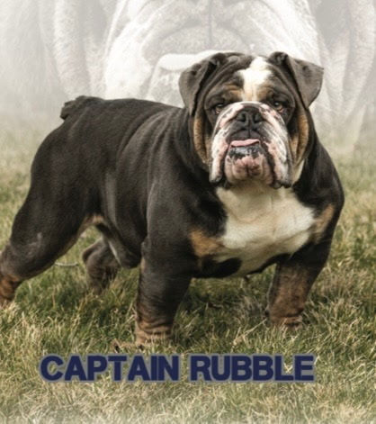 Thumbnail: Amelia-  English Bulldog