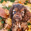 Thumbnail: Archie- Cocker Spaniel