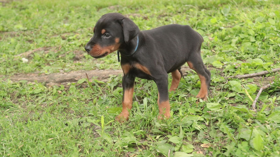 Thumbnail: Malcolm -Doberman Pinscher