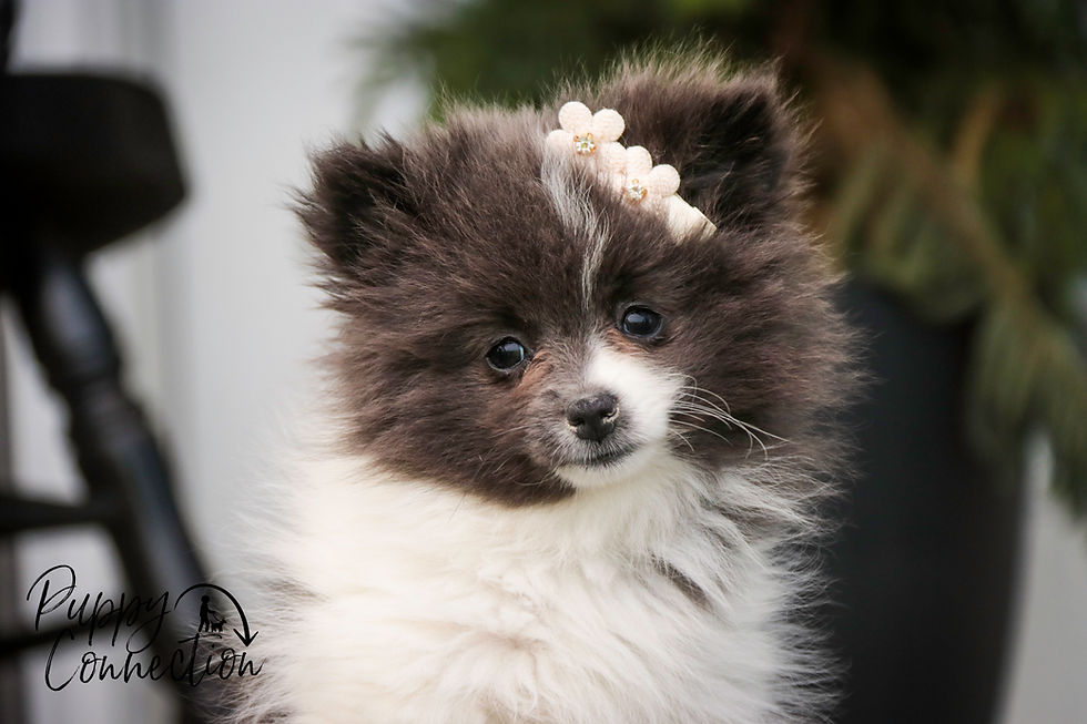 Thumbnail: Treasure-Pomeranian