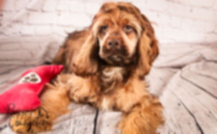 Archie- Cocker Spaniel