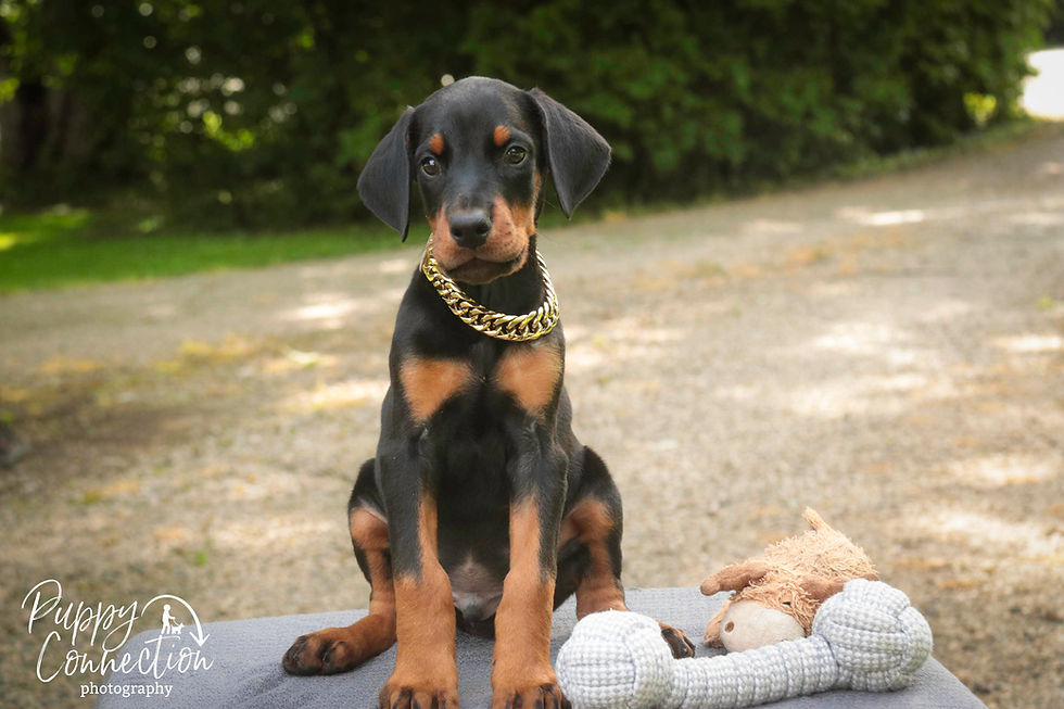 Thumbnail: Leopold -Doberman Pinscher