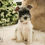 Thumbnail: Max- Miniature Schnauzer
