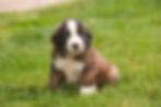Thumbnail: Wylder-Saint Bernard