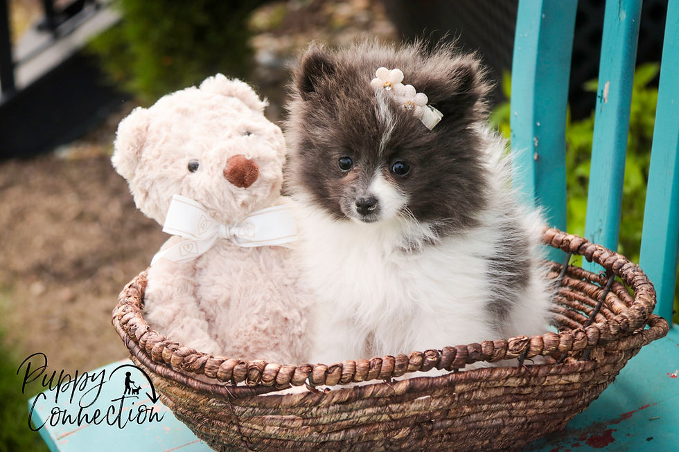 Thumbnail: Treasure-Pomeranian