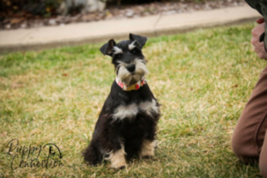 *SOLD*Marina- Mini Schnauzer