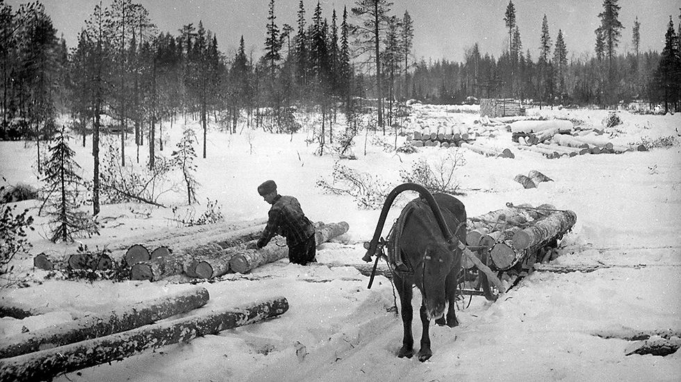 Finnhorse in a forest work, vintage photo